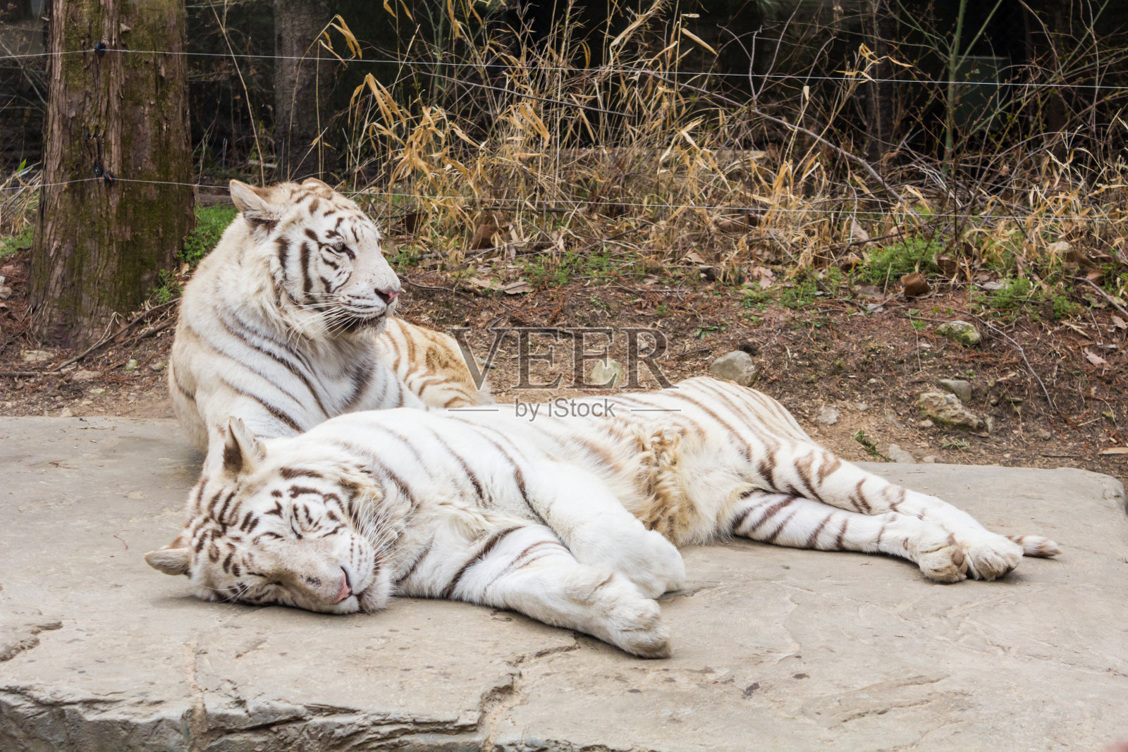 韩国假期-爱宝乐园的动物照片摄影图片