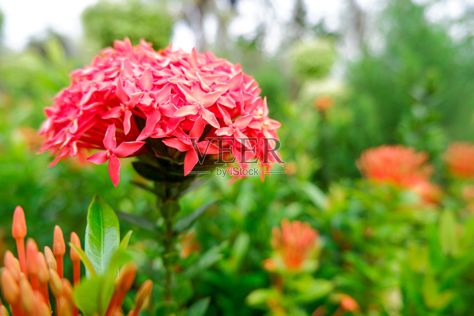 桫椤属照片摄影图片