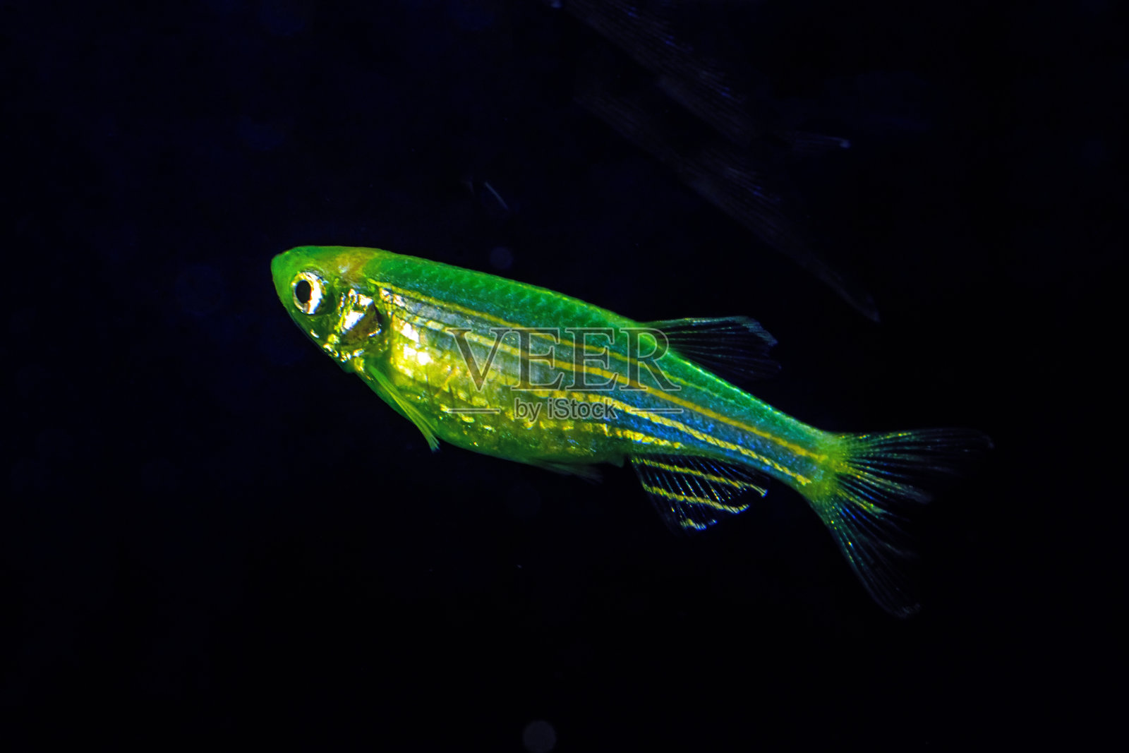 Fluorescent Freshwater Fish, Electric Green zebra danio fish照片摄影图片