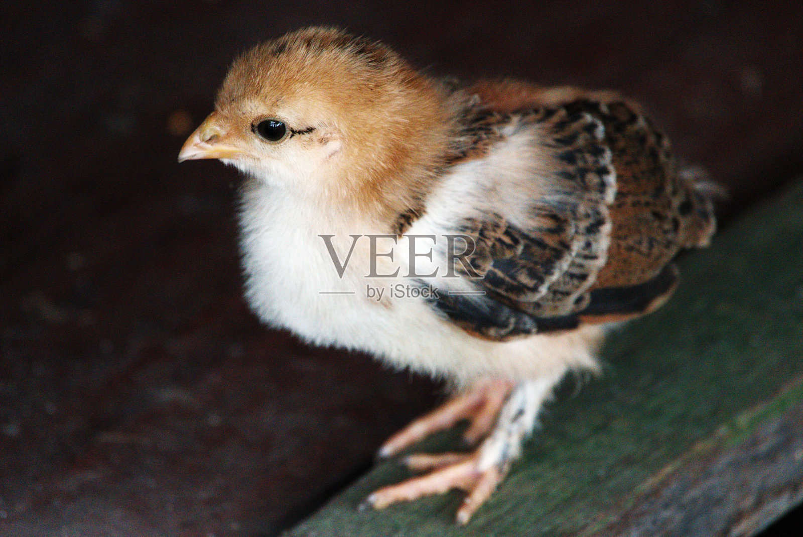 村鸡舍。后院的鸡。小鸡，靠近点。照片摄影图片