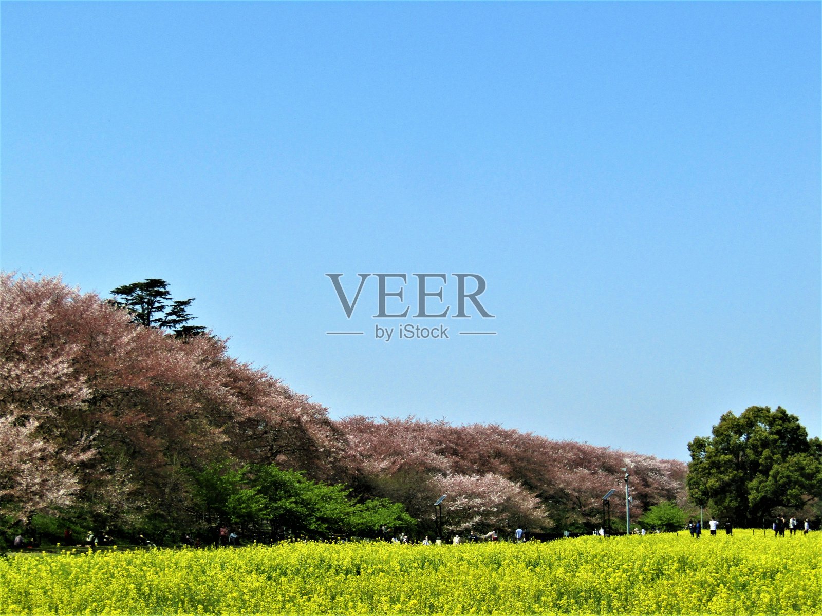 日本。4月。油菜花田，樱花公园。照片摄影图片