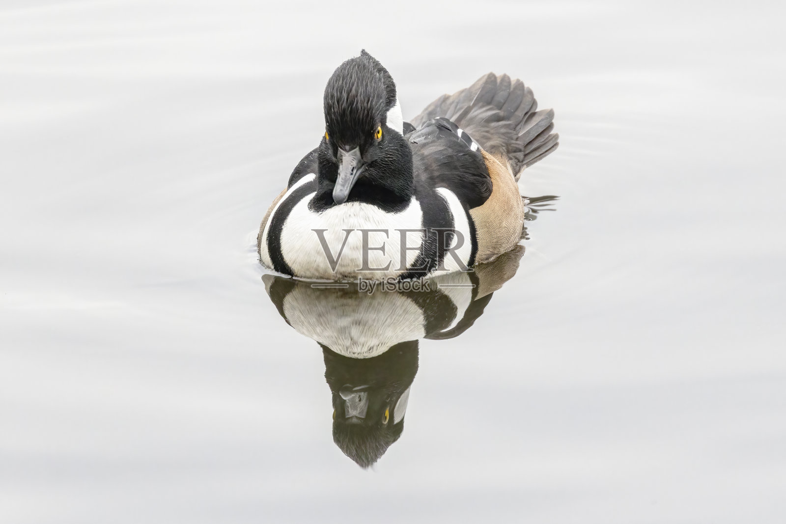 雄性兜帽秋沙鸭，失落的泻湖，斯坦利公园，温哥华，加拿大照片摄影图片