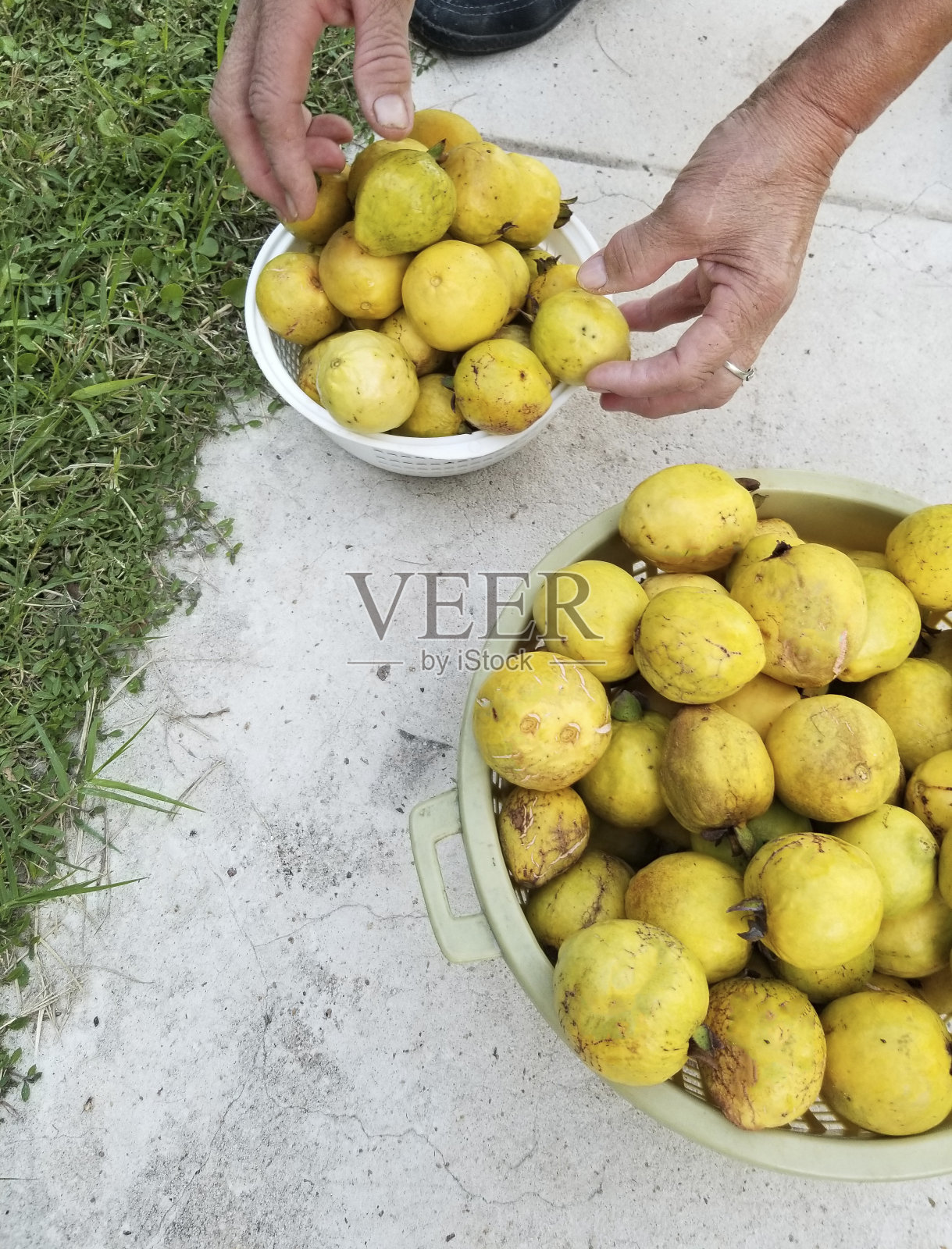 一只手拿着番石榴照片摄影图片