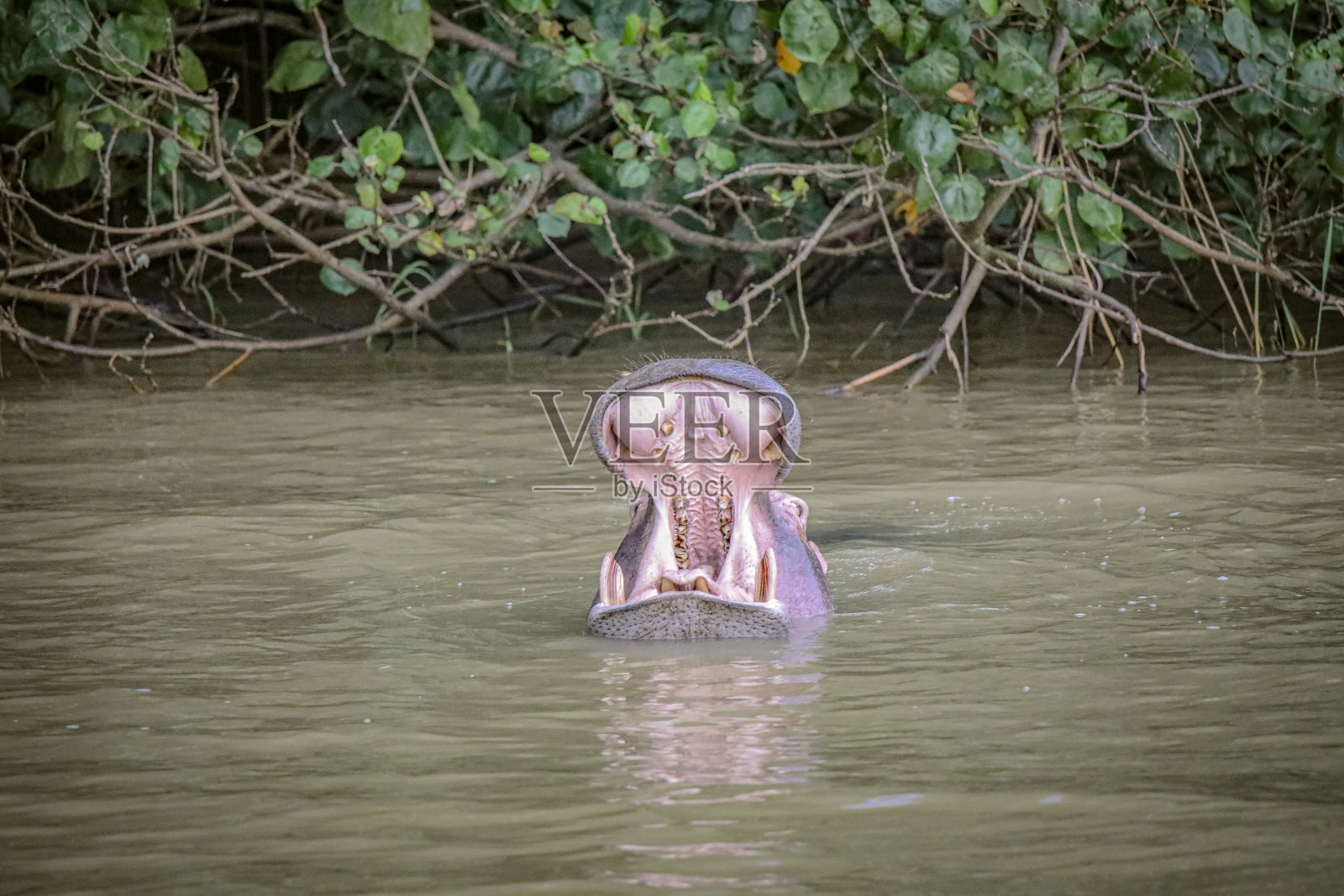 河马狩猎照片摄影图片