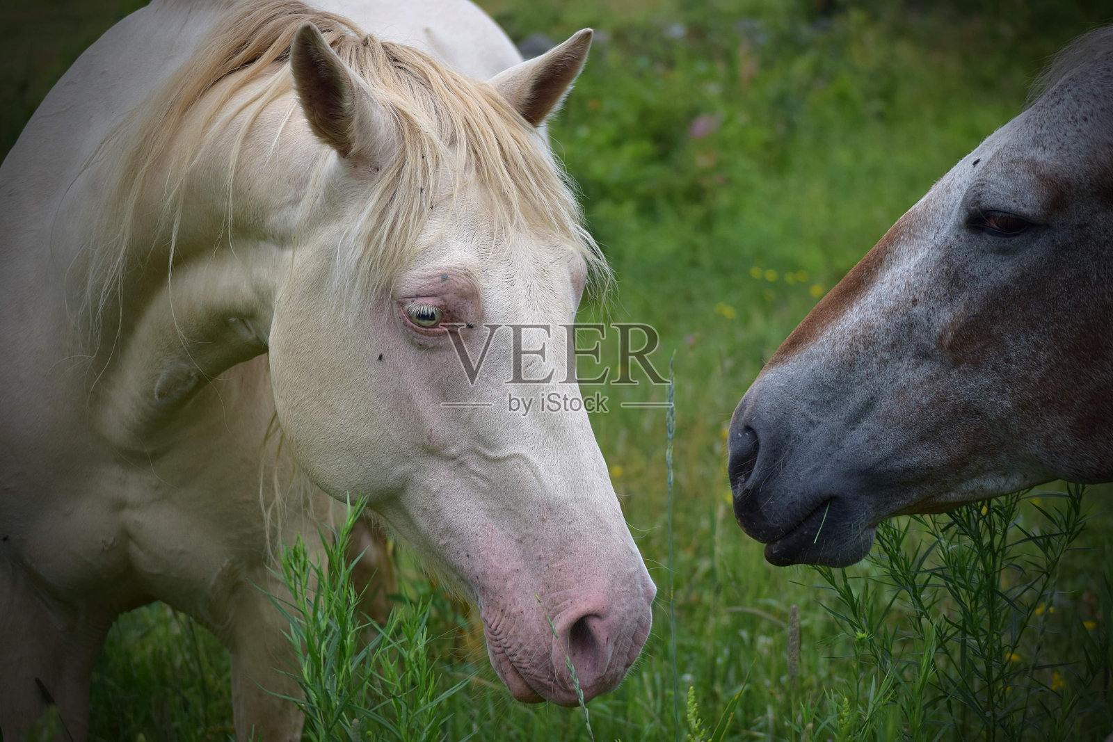 马照片摄影图片