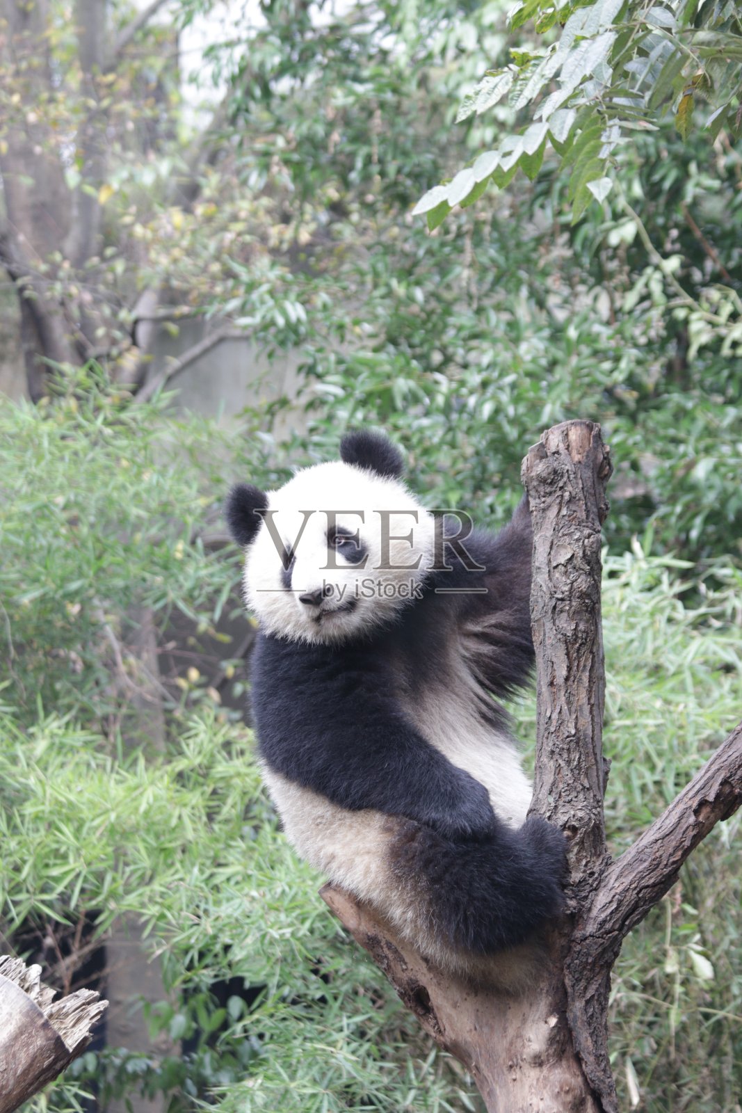 特写熊猫睡在树上照片摄影图片