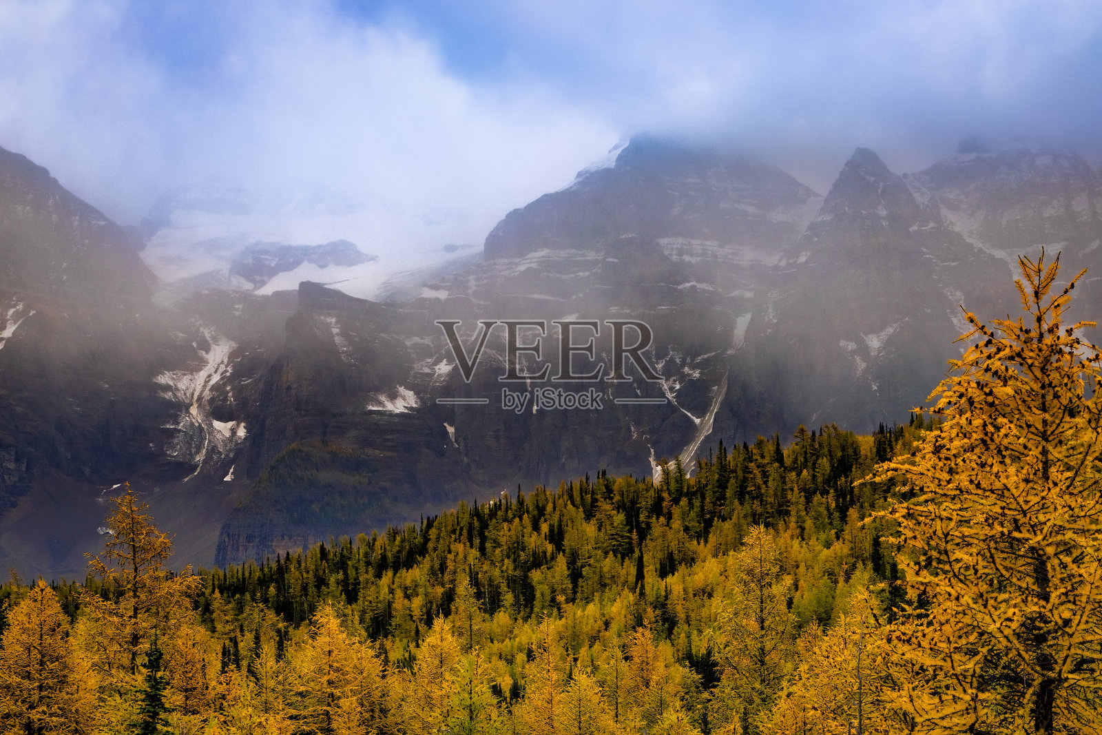 秋天班夫国家公园的落叶松照片摄影图片