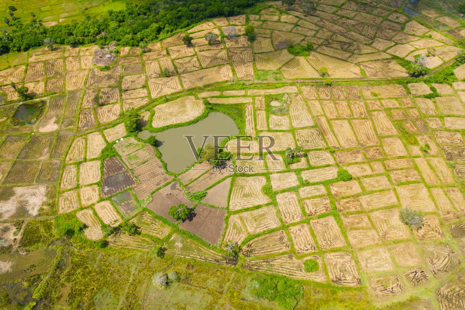 斯里兰卡的乡村景观和农业用地。照片摄影图片