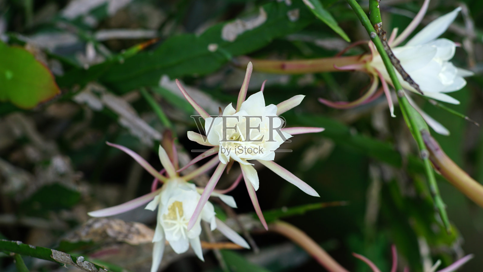 桫椤花照片摄影图片