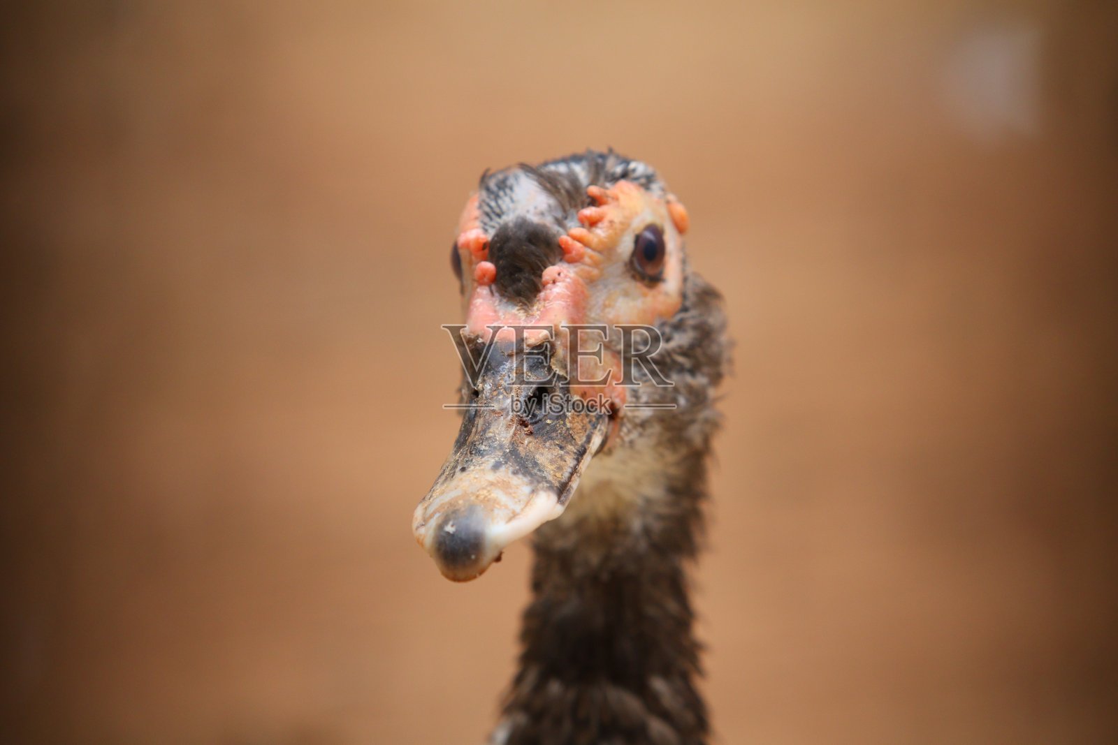 鸭子特写照片摄影图片
