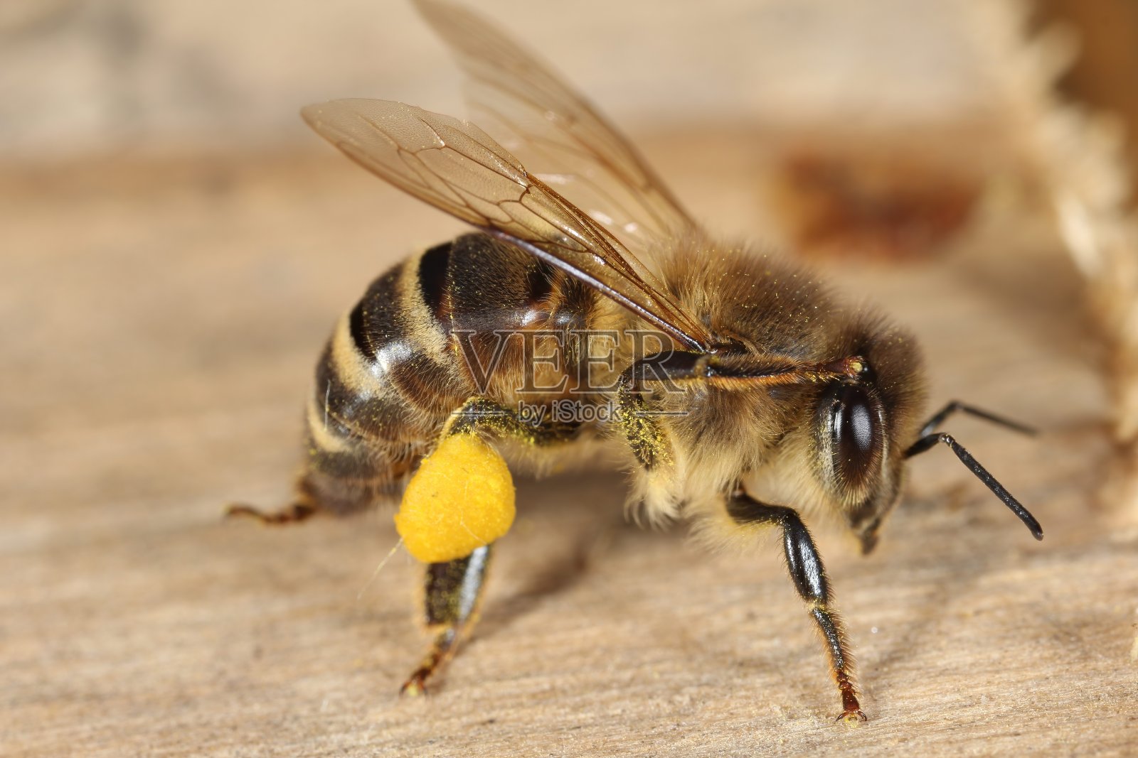 腿上有花粉的蜜蜂。照片摄影图片