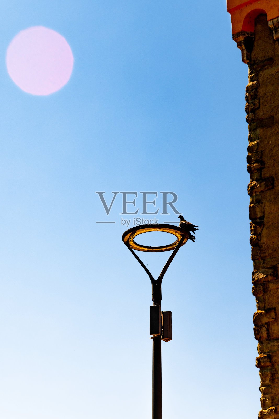 休息的鸟照片摄影图片