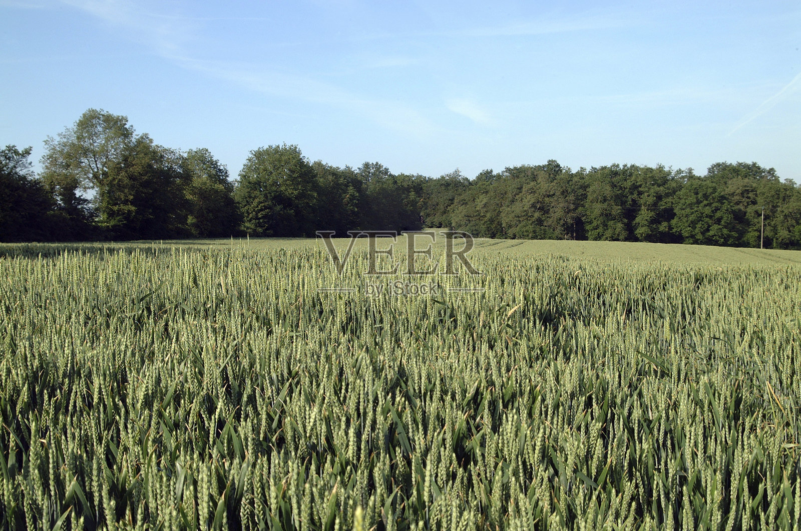 麦田。照片摄影图片