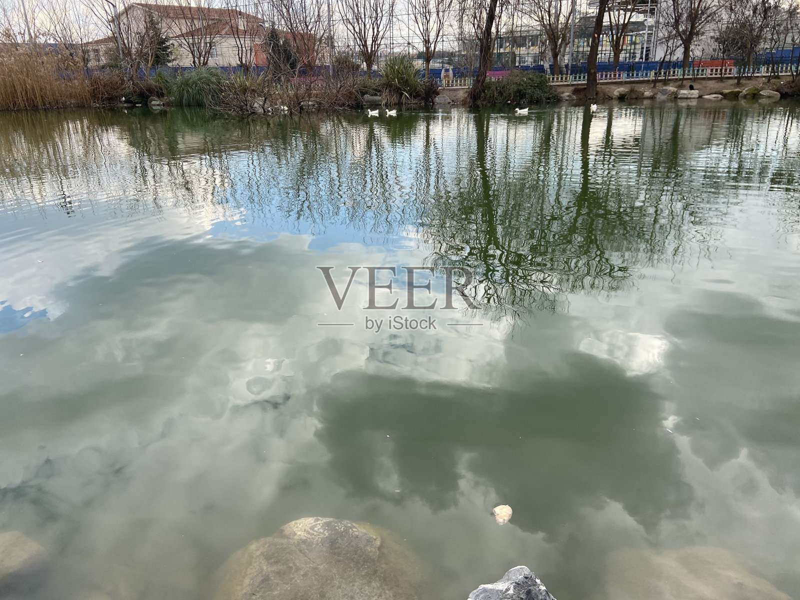 寂静冬日里的池塘照片摄影图片