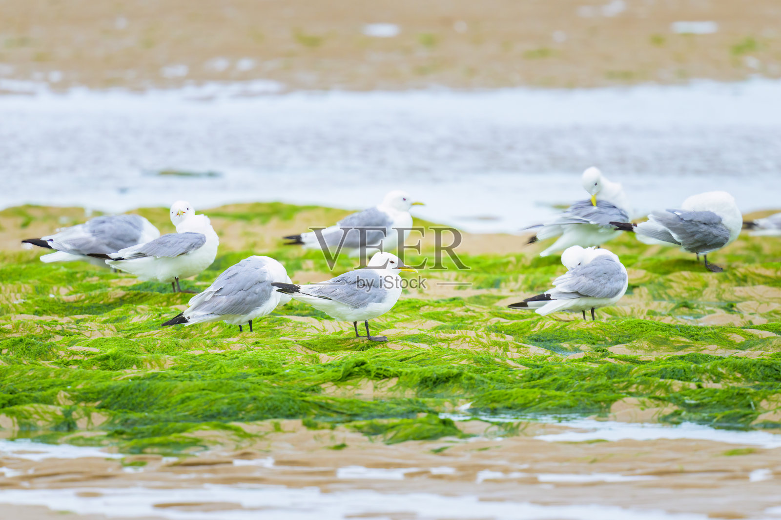 一群黑腿三趾鸥在沙滩上休息照片摄影图片