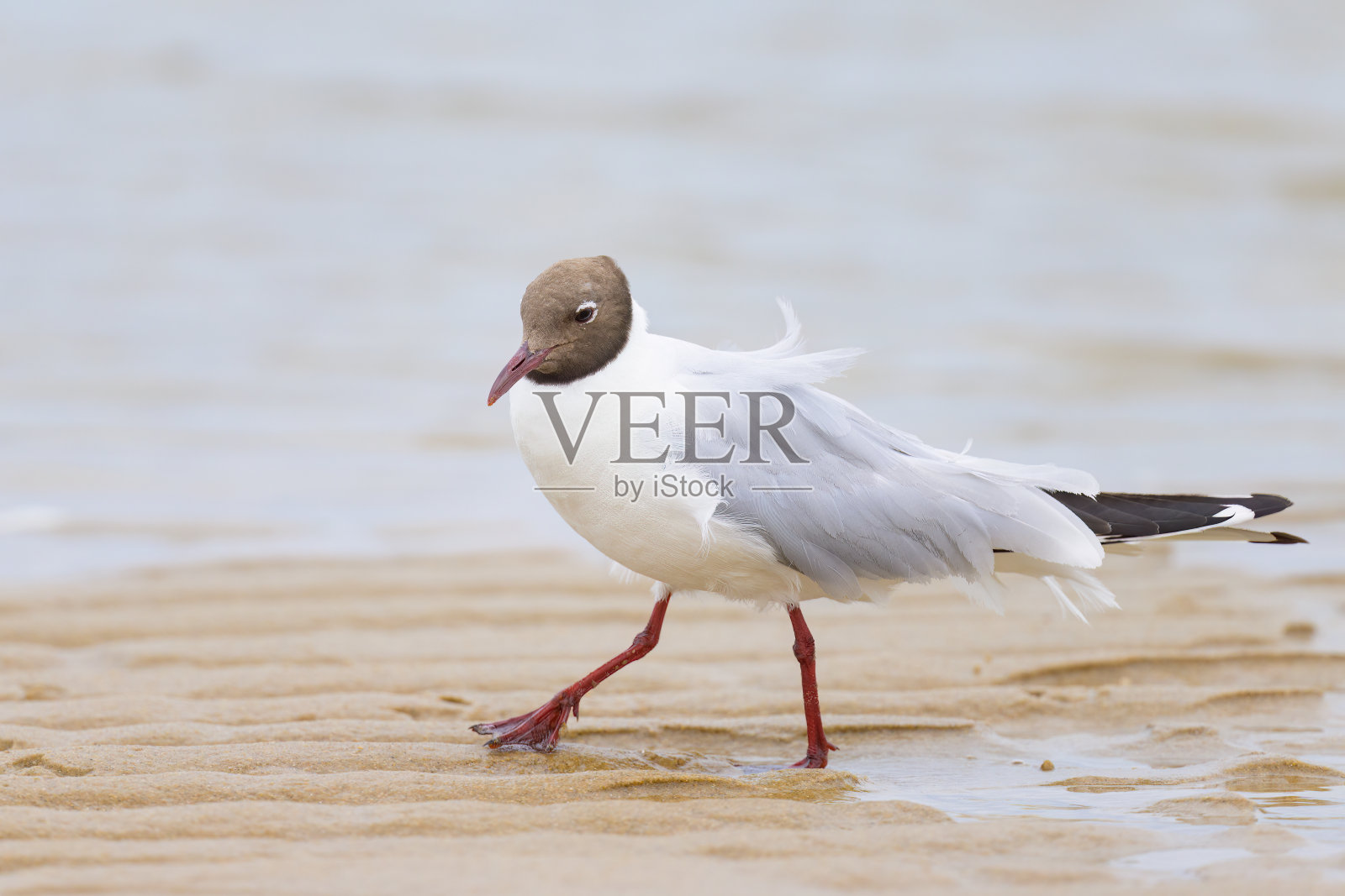 一只黑头海鸥走在海滩上照片摄影图片