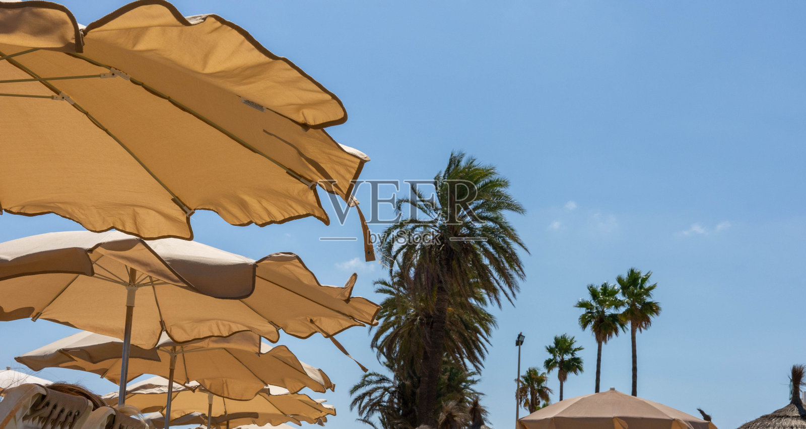 雨伞和棕榈树照片摄影图片