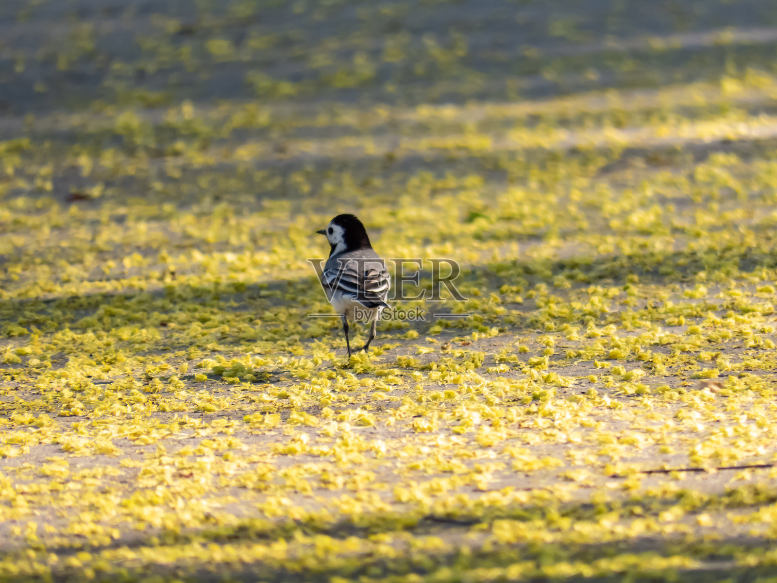 白色摇尾猫(Motacilla alba)，长有白色和黑色的羽毛，长有典型的长尾，经常摇着尾巴站在地上的落花中照片摄影图片