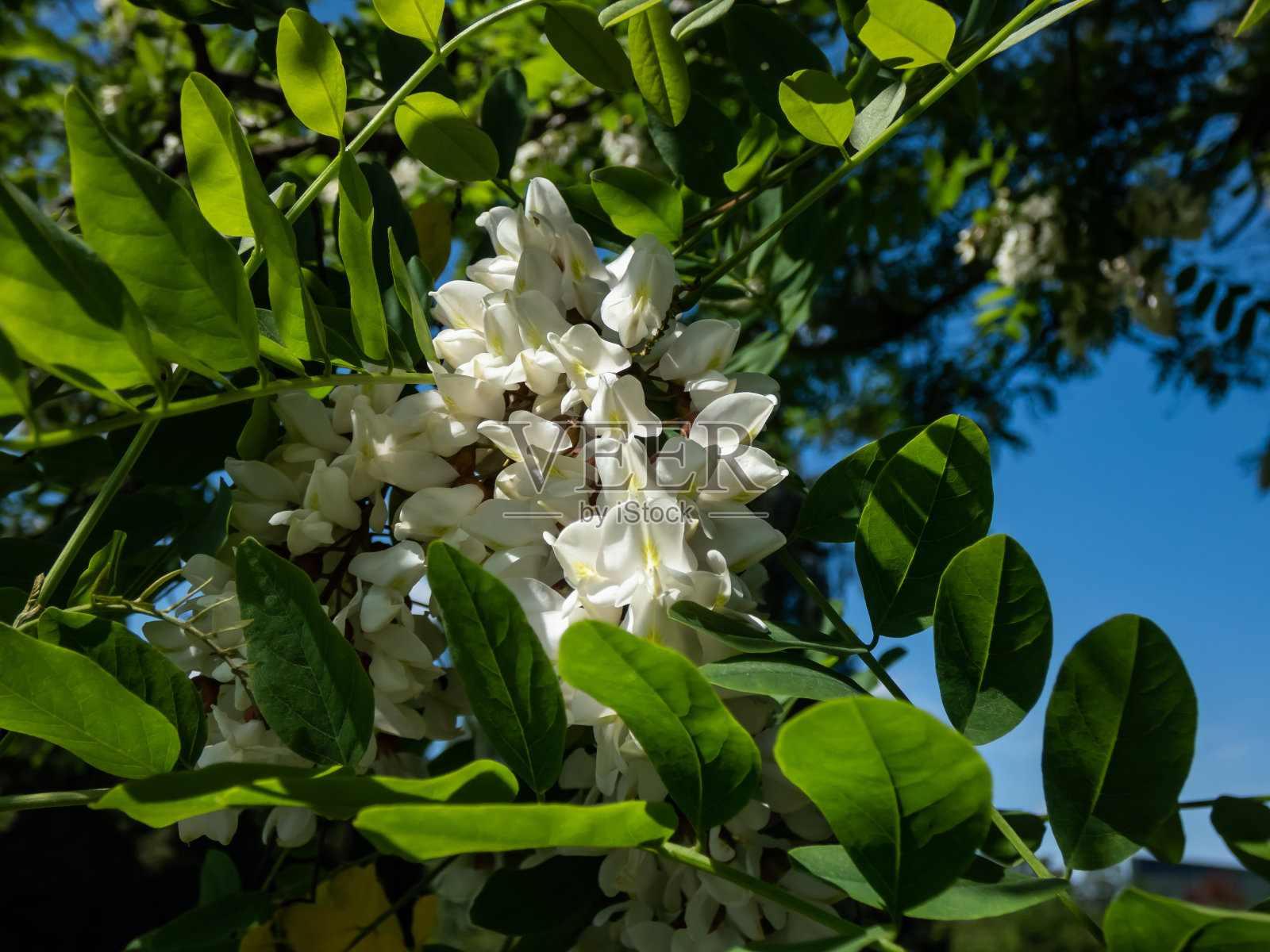 黑色刺槐或假刺槐(robinia pseudoacacia)树的美丽的白色大花，在夏天的阳光下松散地下垂成簇。花的背景照片摄影图片