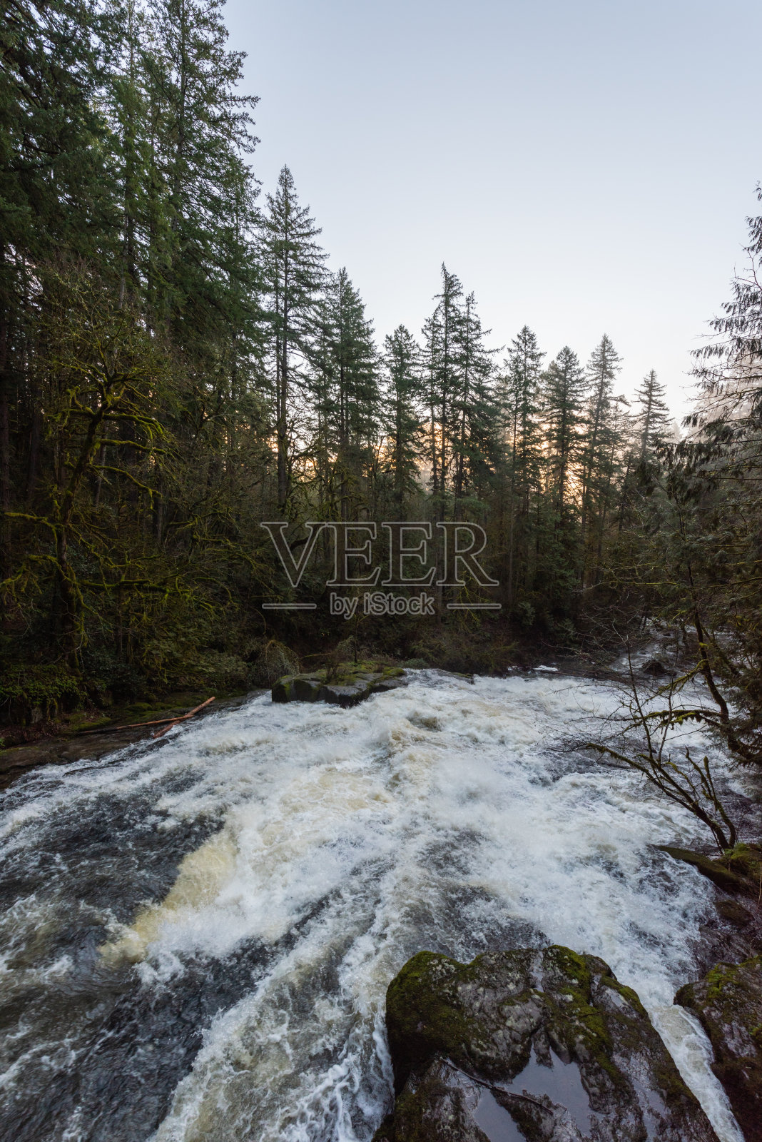 华盛顿，一条小溪在冬天的早晨流经太平洋西北森林照片摄影图片