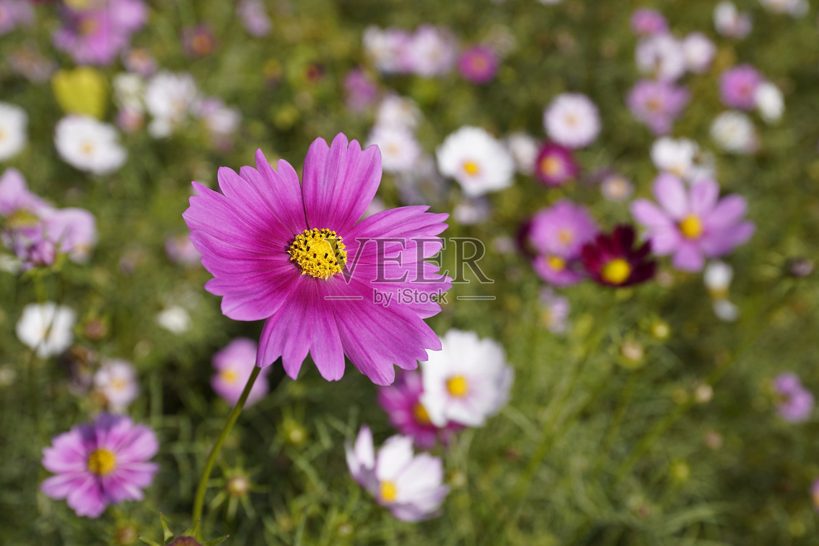 双叶紫菀，花园紫菀或墨西哥紫菀花照片摄影图片