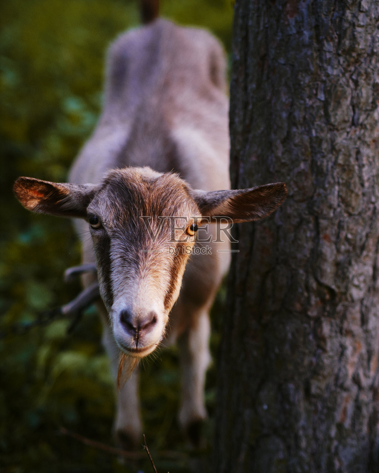 有趣的山羊照片摄影图片