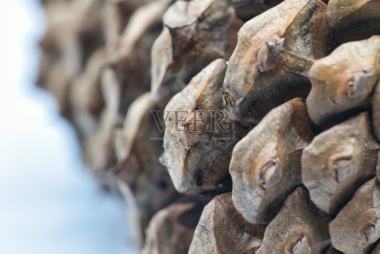 尖尖的松果特写照片摄影图片