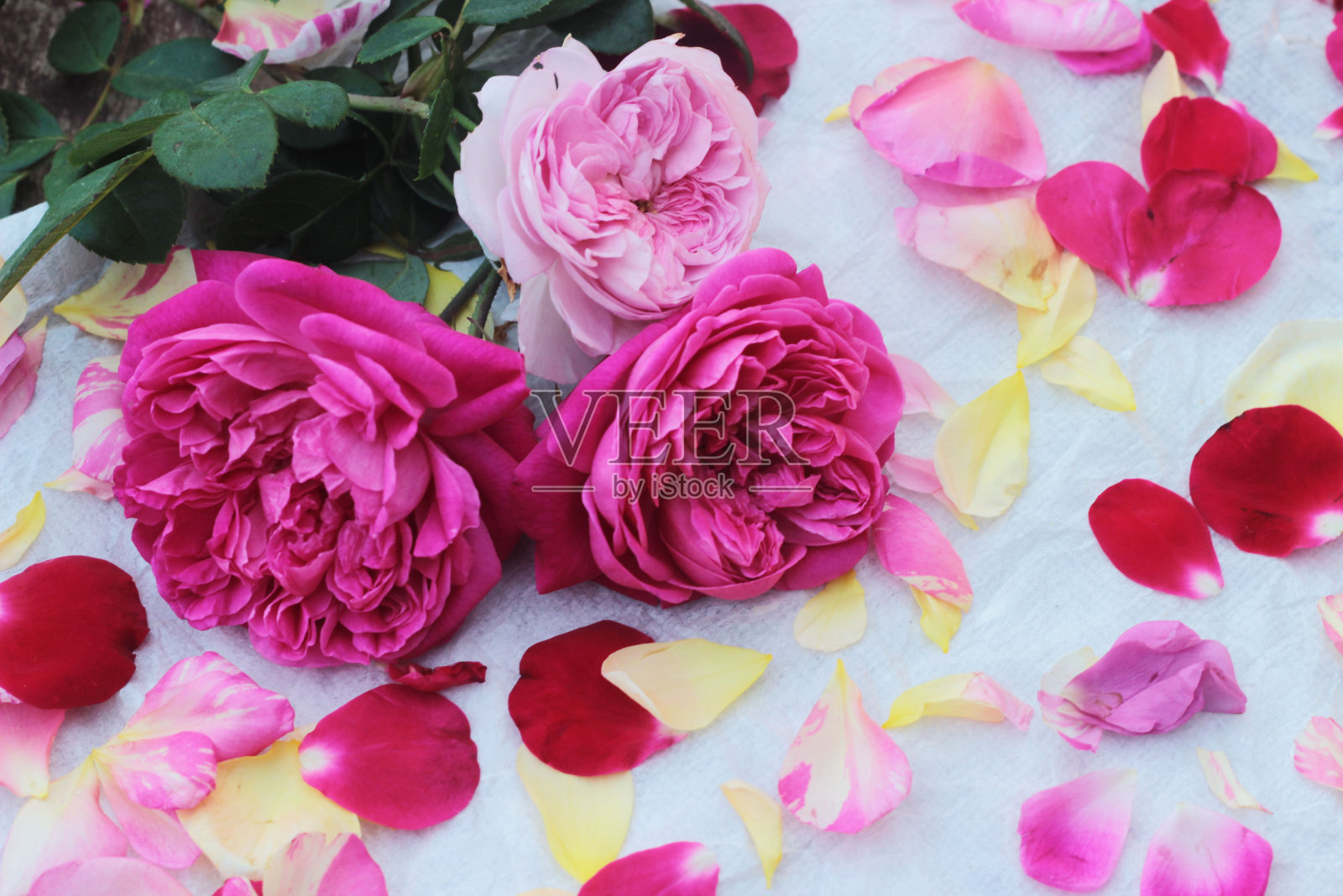 玫瑰花背景。照片摄影图片