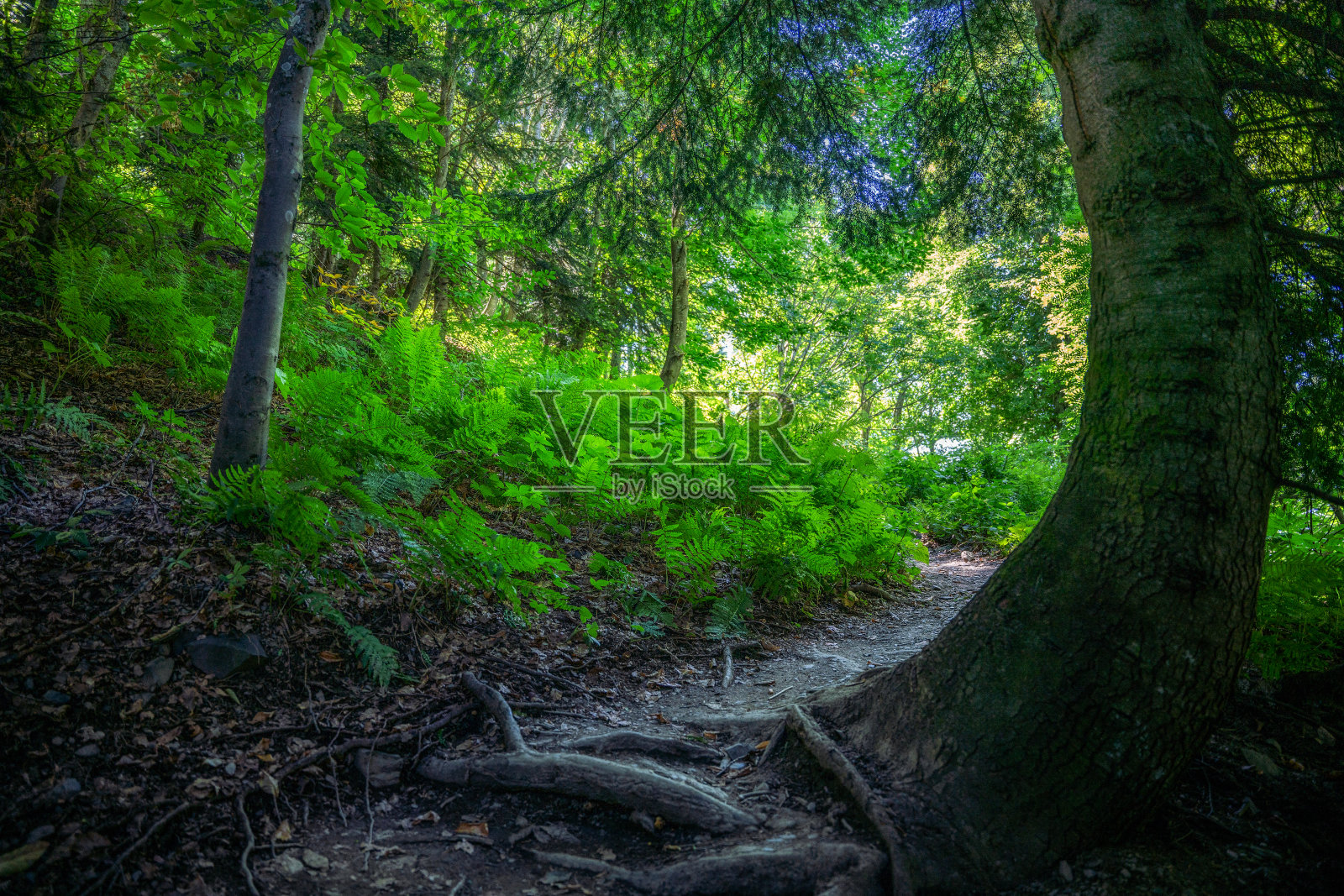 树林里的路标照片摄影图片