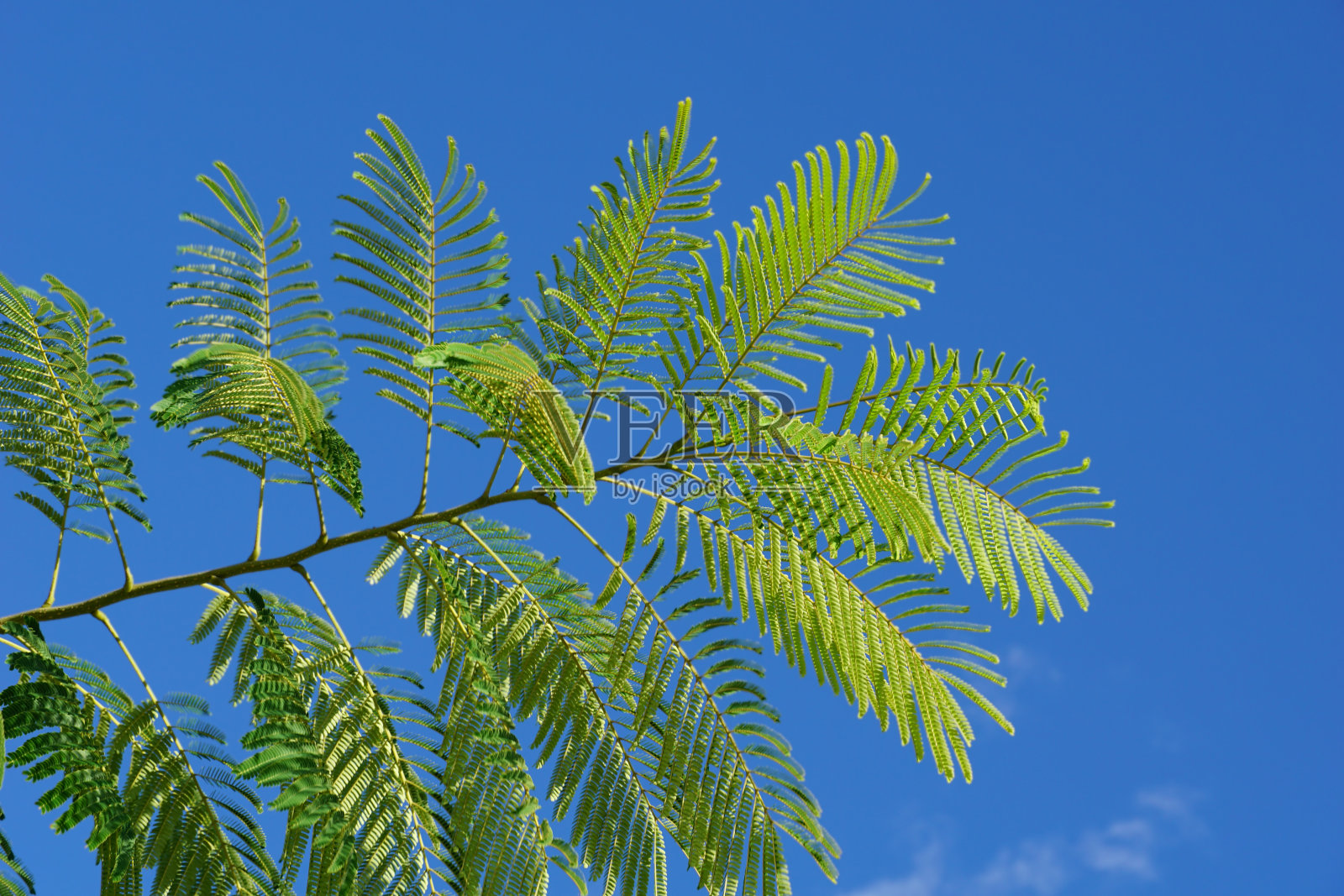 合欢合欢或含羞草枝前面的蓝天背景照片摄影图片