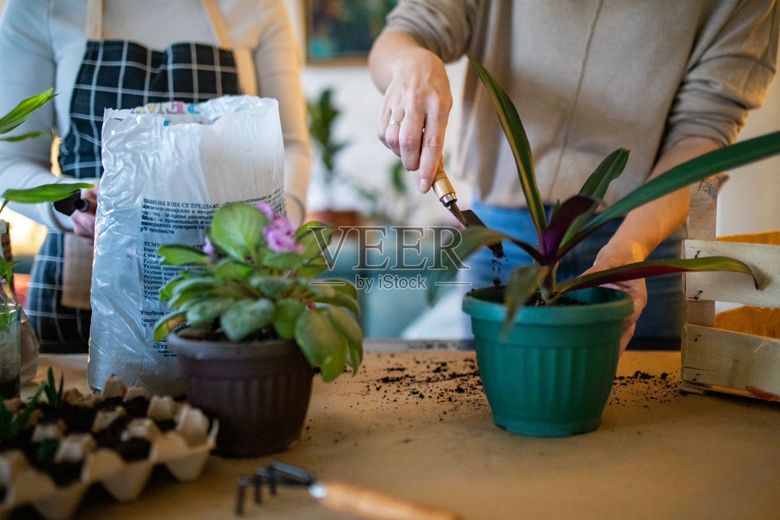 女性朋友喜欢在客厅里照料植物照片摄影图片