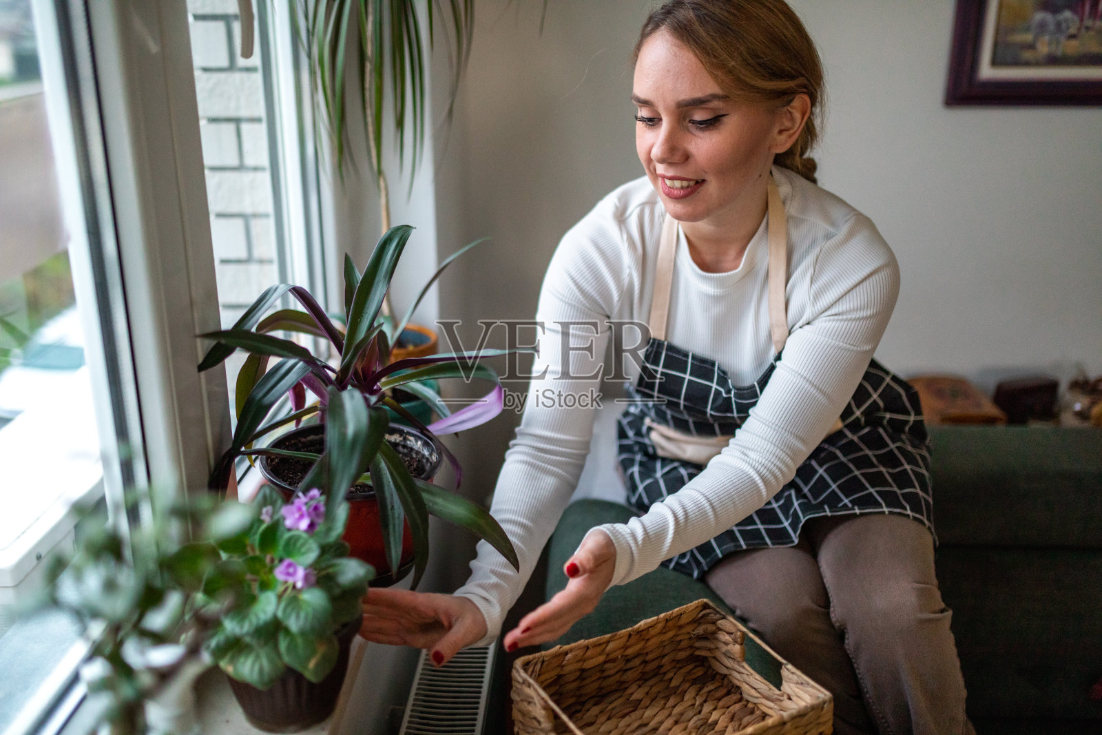 一个系着围裙的年轻女子把花放在客厅的窗台上照片摄影图片