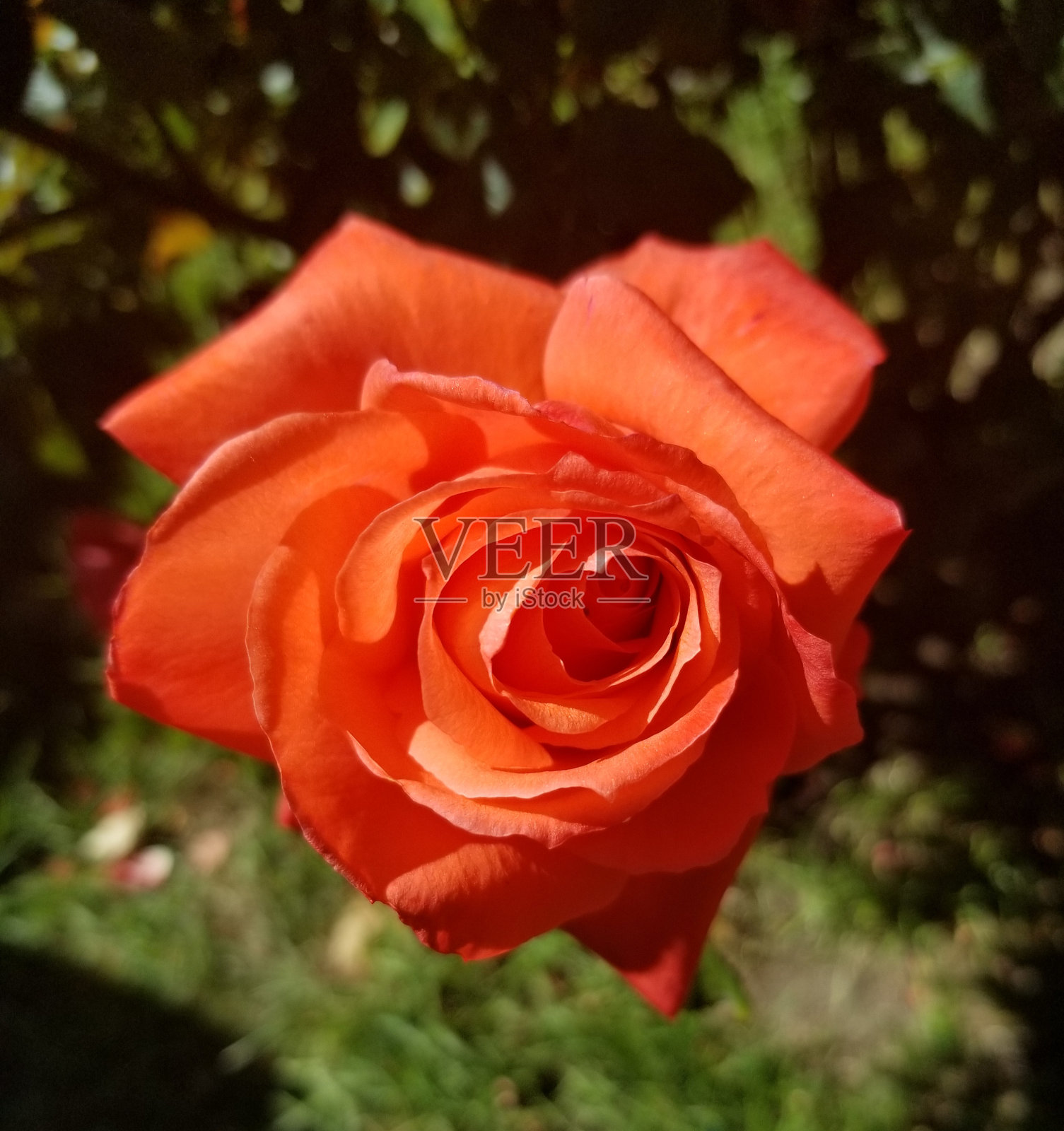 美丽的橙花照片摄影图片