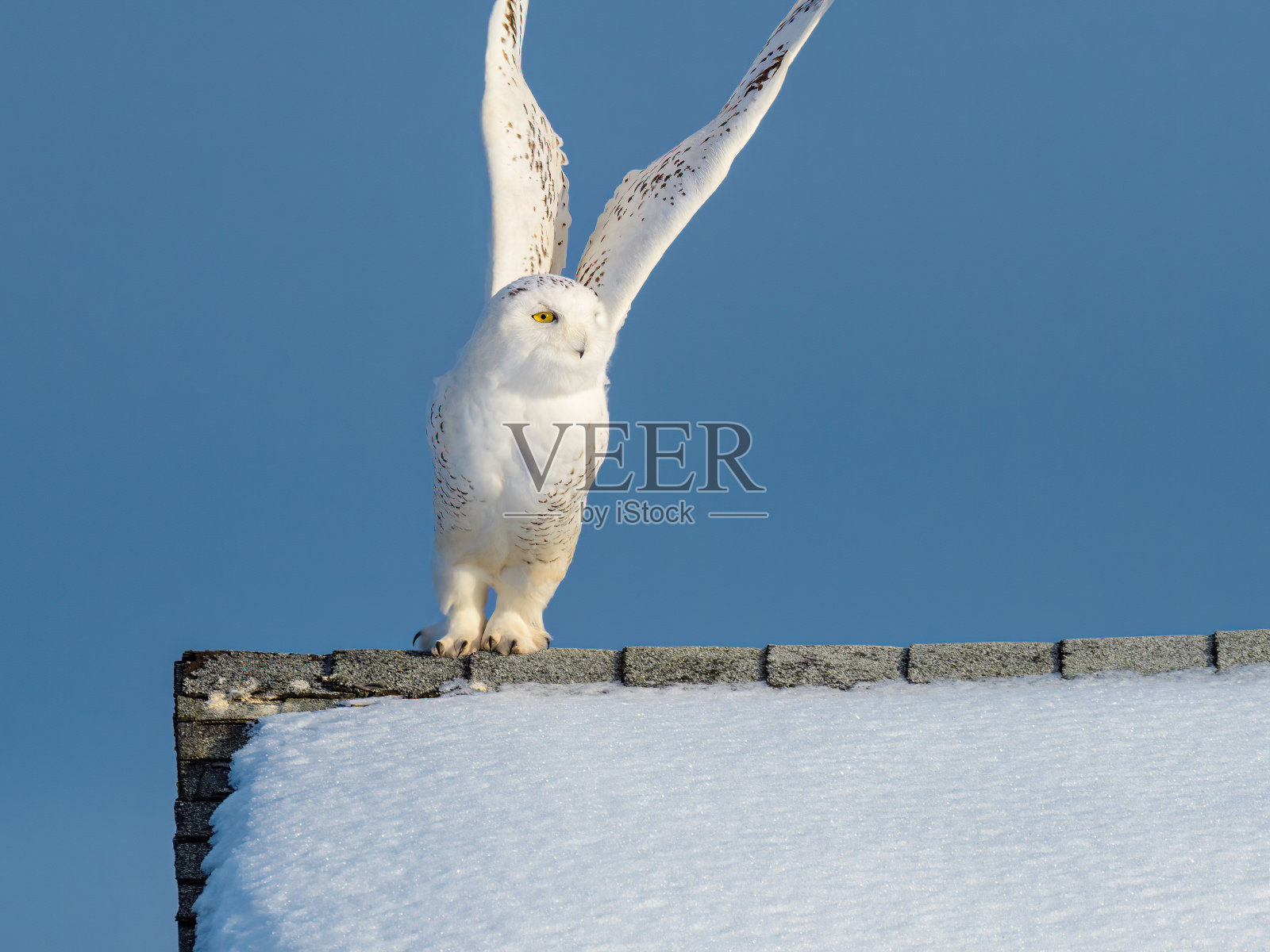 雪鸮张开翅膀从屋顶飞起照片摄影图片