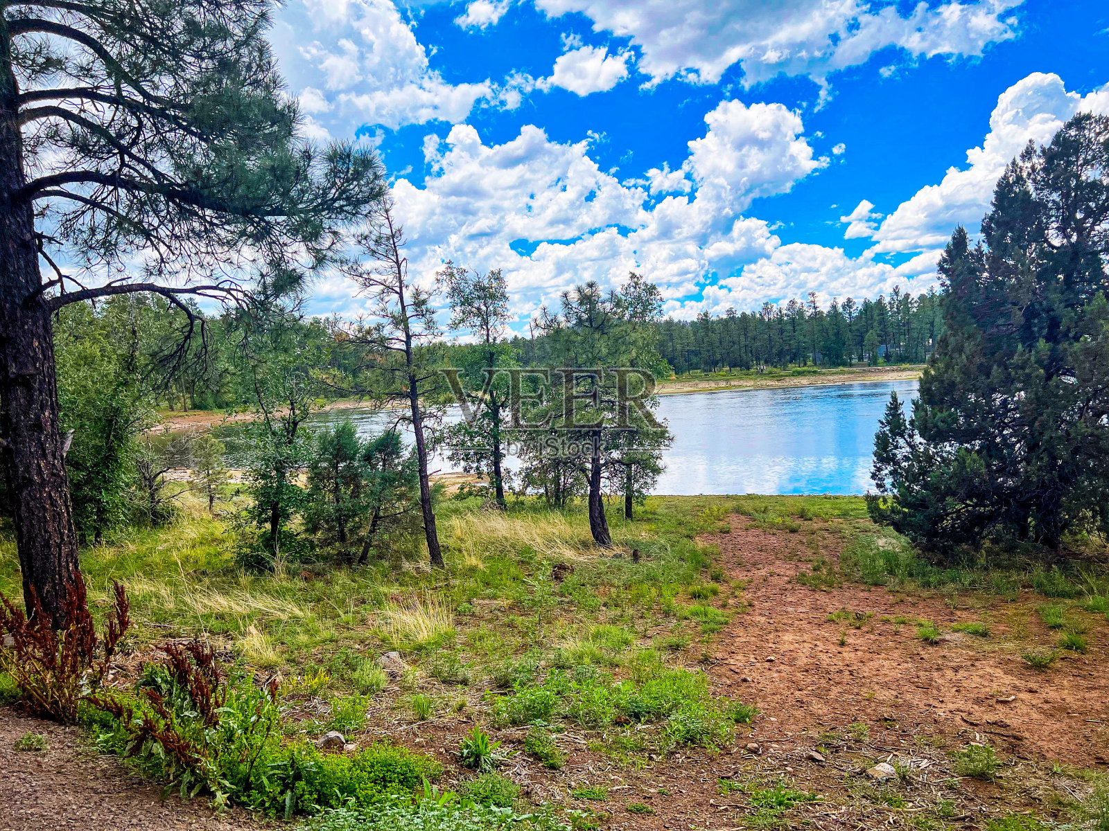 穿过树林照片摄影图片