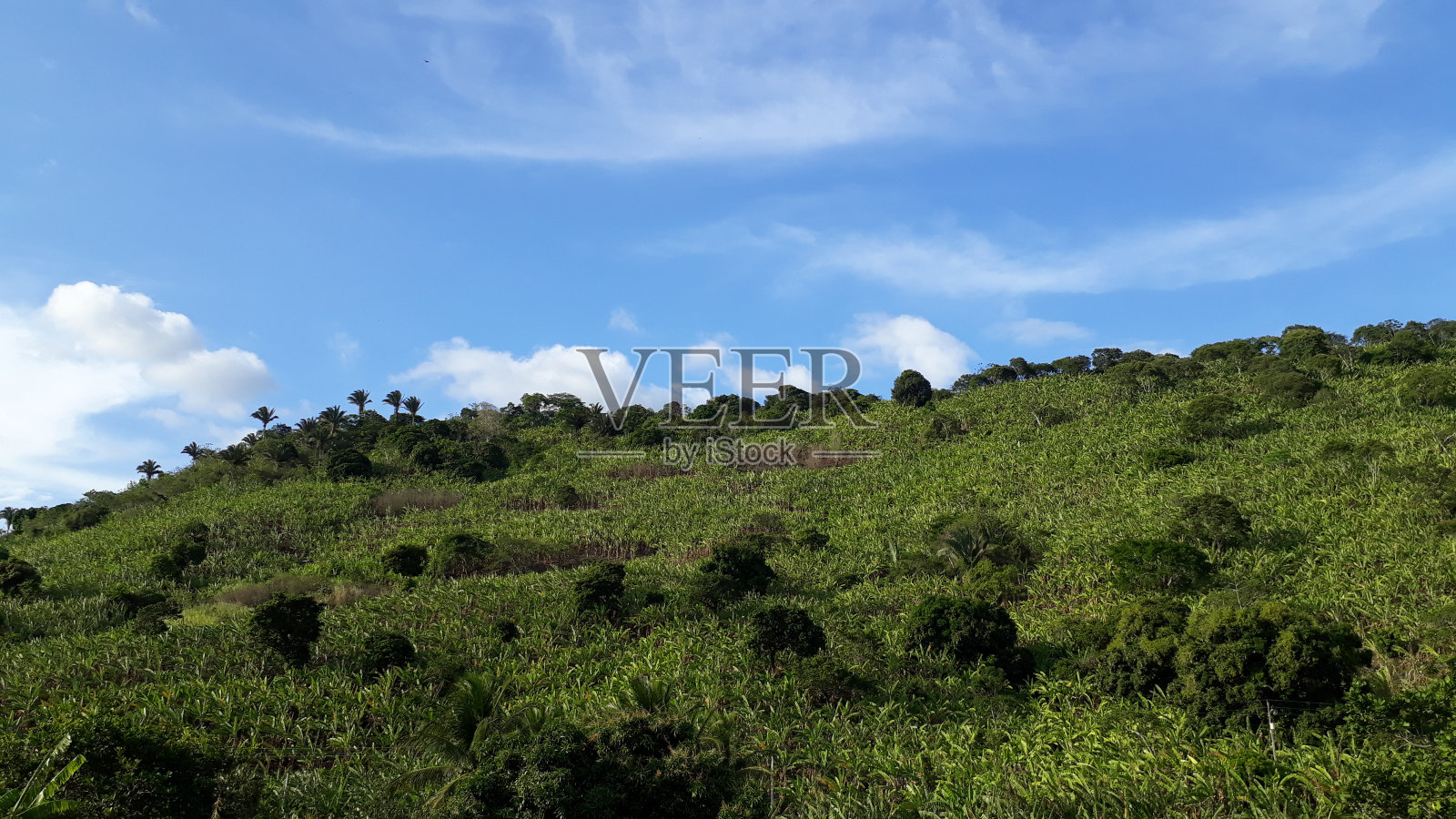 BANANA PLANTING IN ITAPAJÉ-CE BRAZIL aaaa照片摄影图片