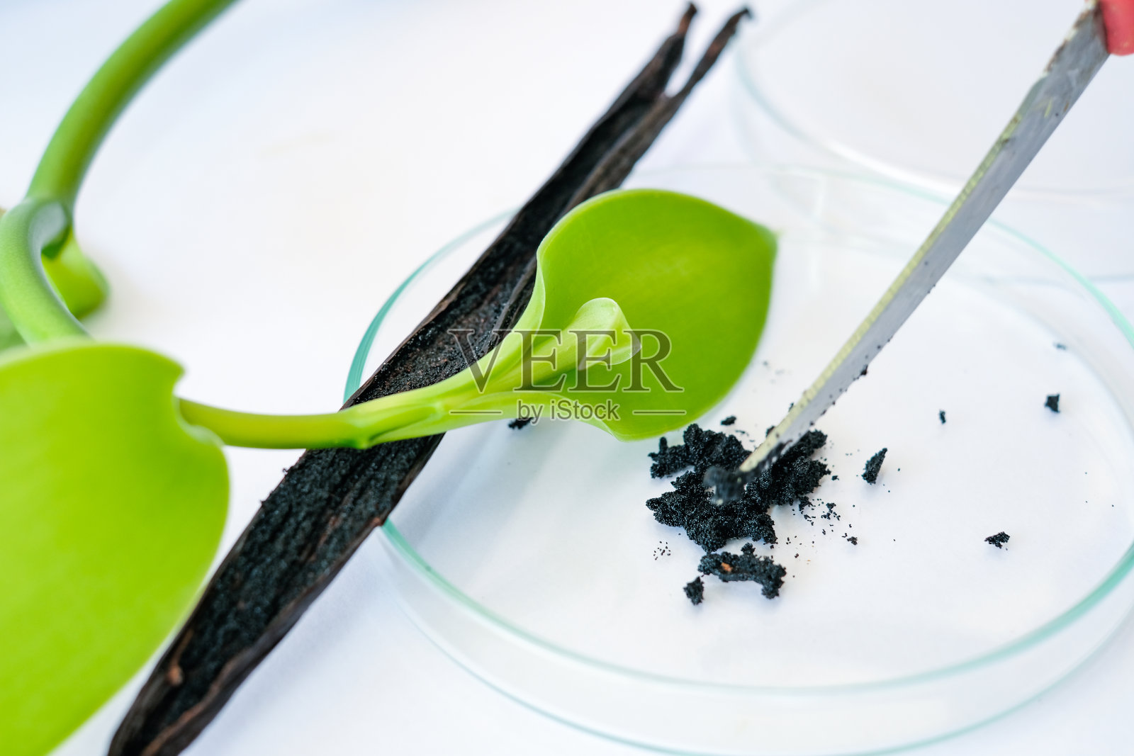 香草Planifolia和叶子，波旁香草深棕色到黑色和绿色的豆子，香草谷物在培养皿中检查谷物质量，自制纯香草豆沙。照片摄影图片