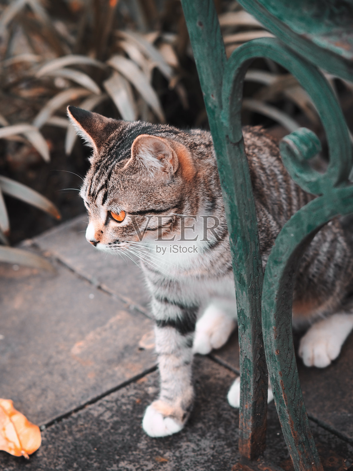 一只灰白色的猫照片摄影图片