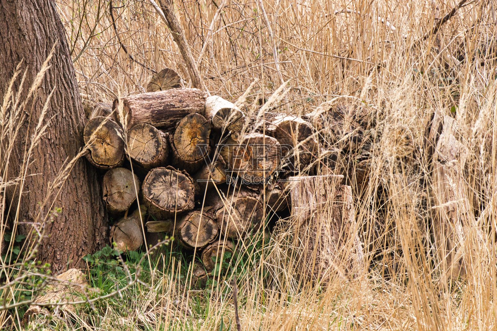 森林里那棵树附近有很多粗原木照片摄影图片