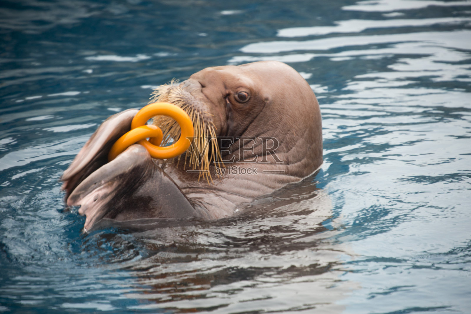 带玩具的海象。照片摄影图片