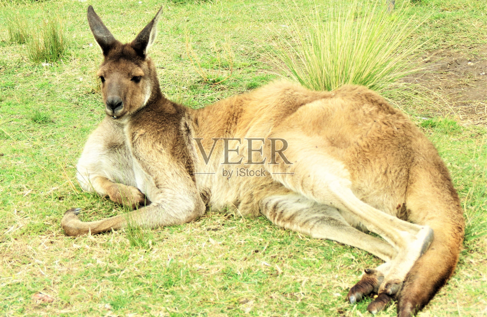 有趣的袋鼠。照片摄影图片