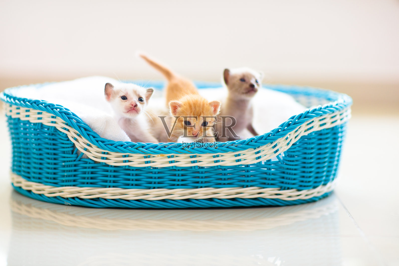 篮子里的小猫。小猫在家里。照片摄影图片