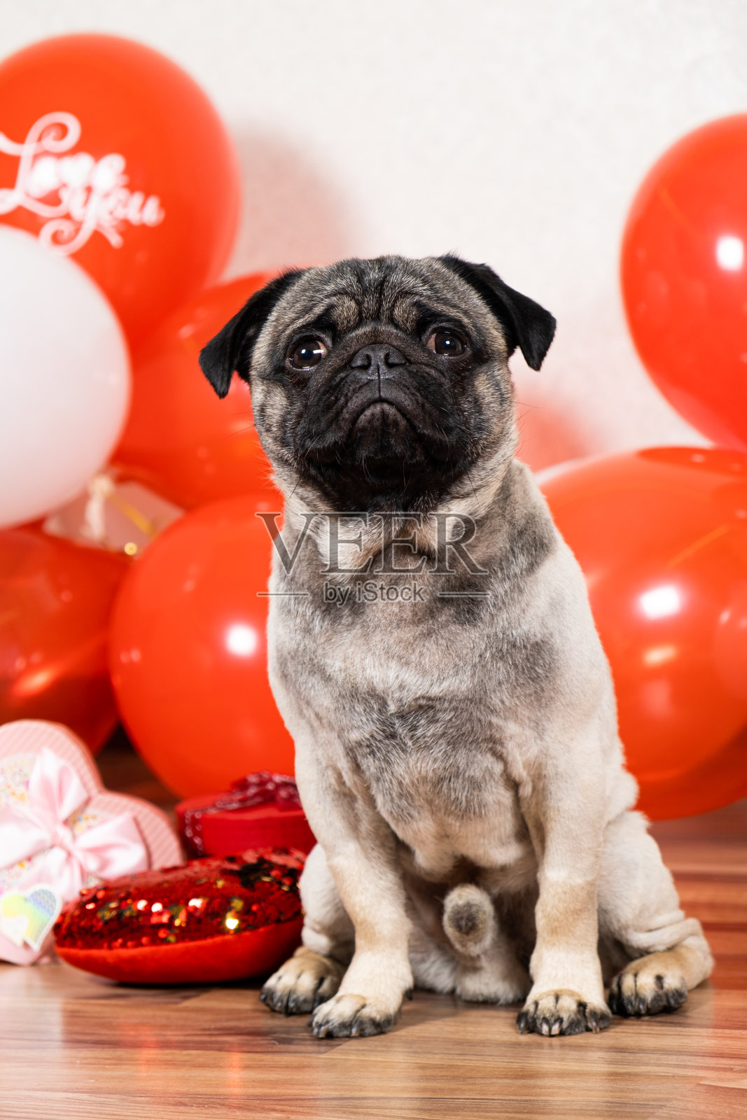 情人节那天，一只可爱的哈巴狗坐在球堆里。宠物、狗和他们的假期照片摄影图片