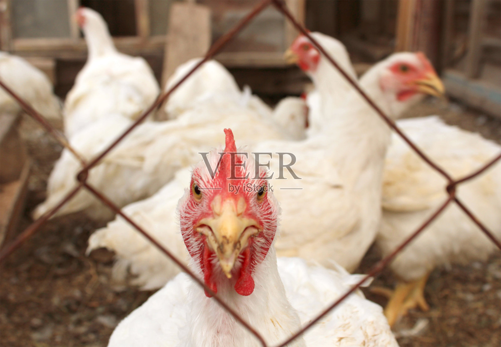 一只小鸡透过铁栏往外看。来自鸡舍的乡村照片，一只好奇的母鸡照片摄影图片