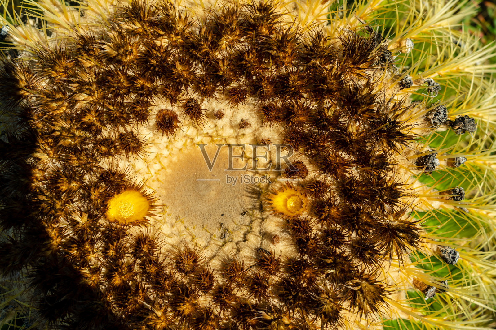 盛开的仙人掌的特写照片照片摄影图片