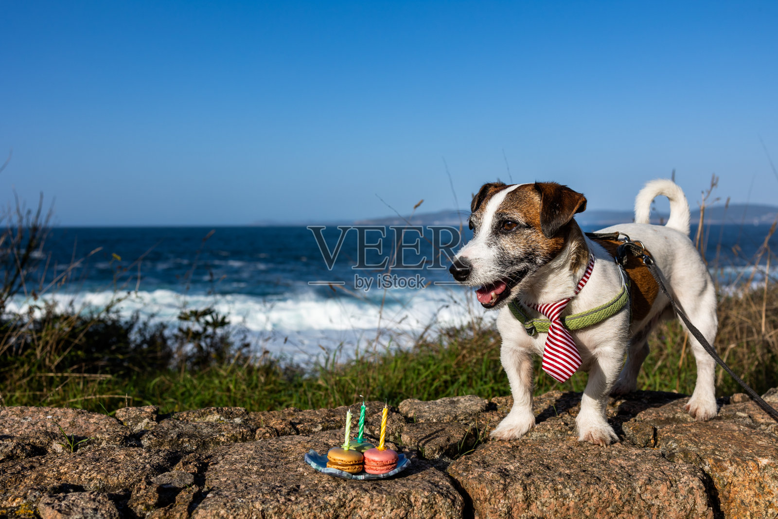 杰克罗素系着领带站在海边的岩石上照片摄影图片