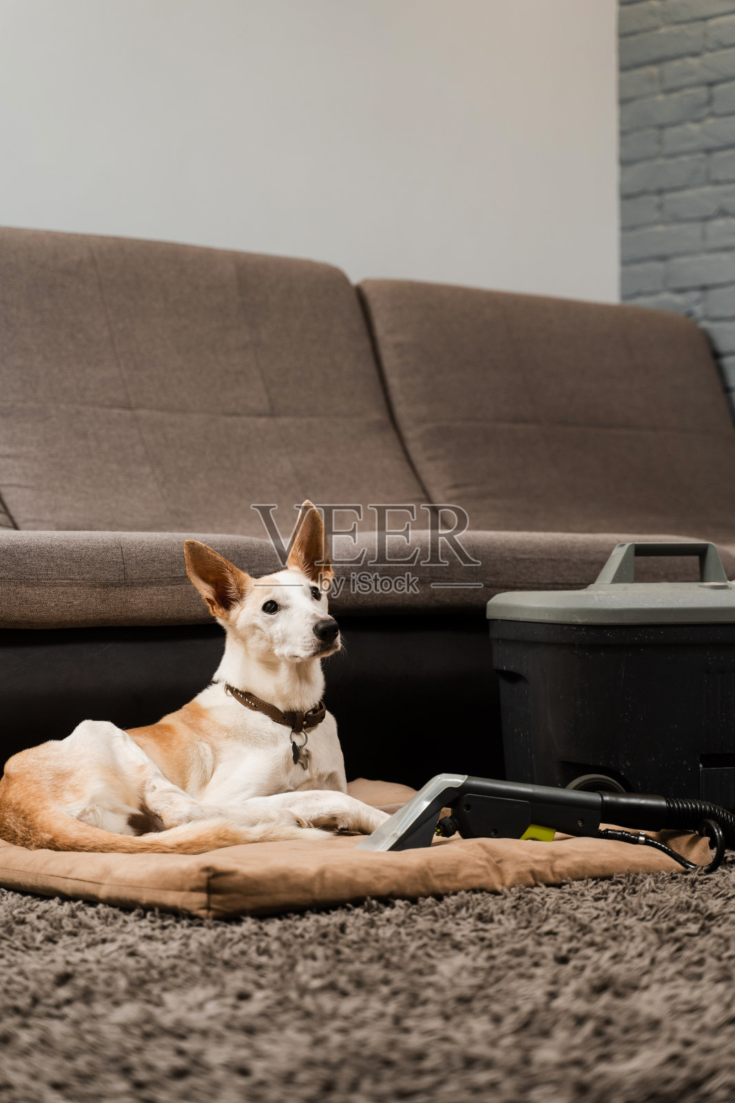 专业的家用干洗服务。用抽吸式干洗机清洗被狗弄脏的沙发上的灰尘。狗和提取干洗机。照片摄影图片