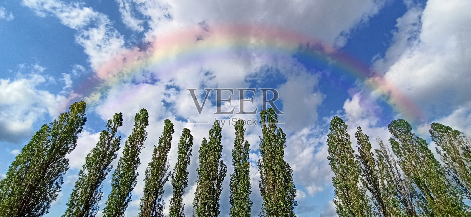 明亮的彩虹在天空与云在树排。自然景观照片摄影图片