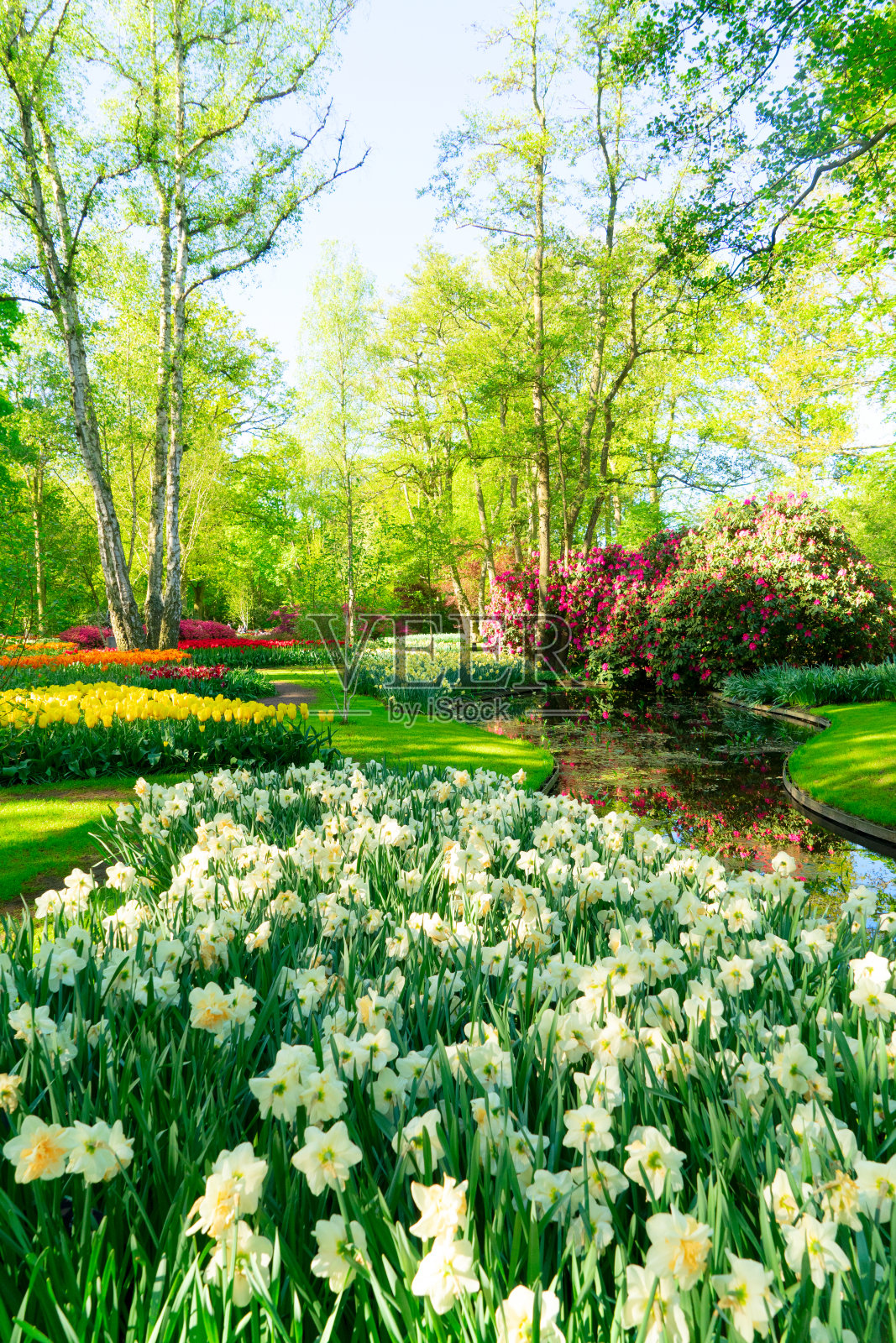 带花的新鲜草坪照片摄影图片