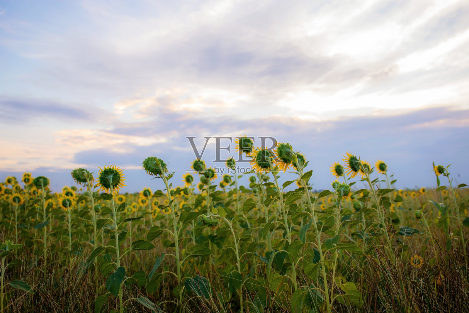 向日葵在场上。照片摄影图片